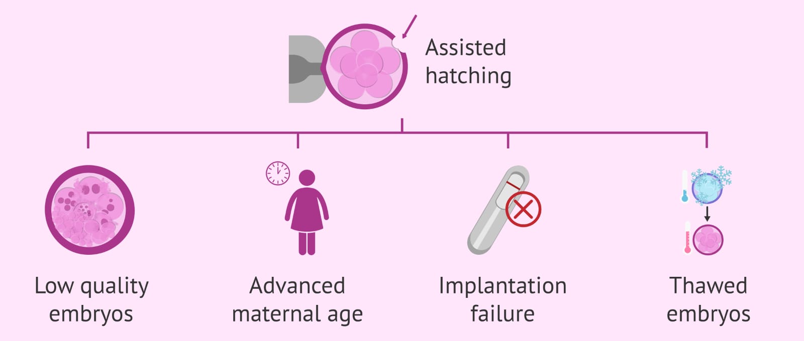 Assisted Embryo Hatching