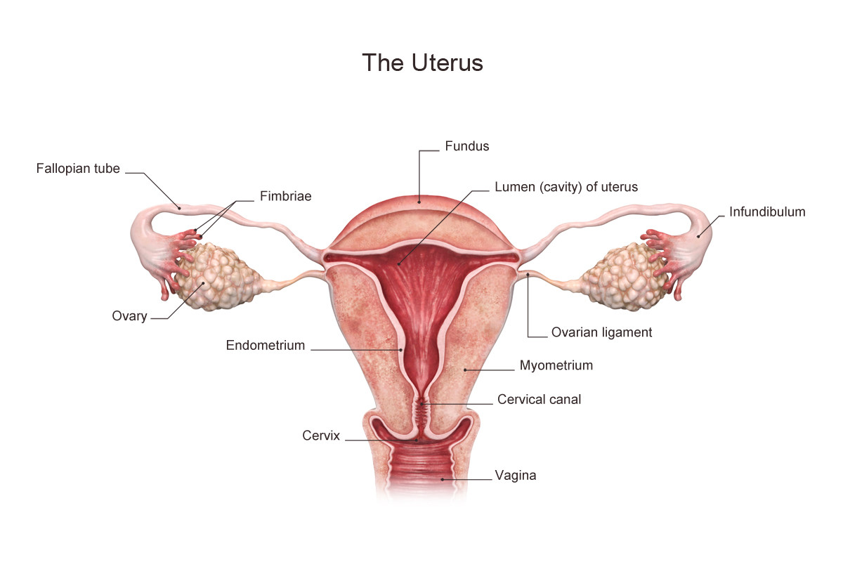 Uterine Evaluation Treatment: A Step Towards Fertility Success