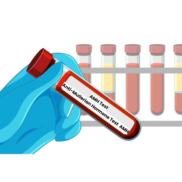 AMH Test:  About Fertility, Levels, and Treatment Options