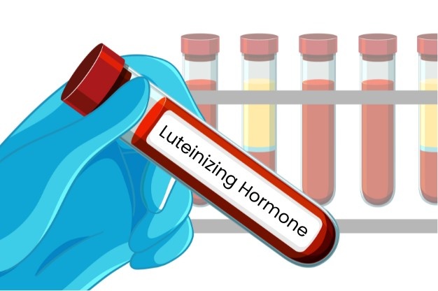 What is the Luteinizing Hormone (LH)? Function, Normal Levels, & How to Increase It